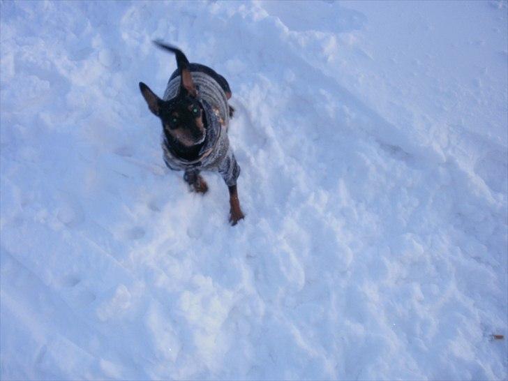 Dvaergpinscher tiny billede 9