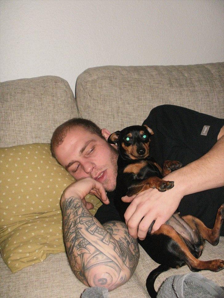 Dvaergpinscher tiny billede 10