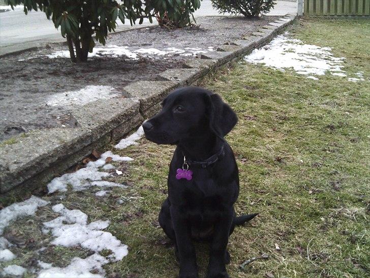 Labrador retriever Delta billede 2