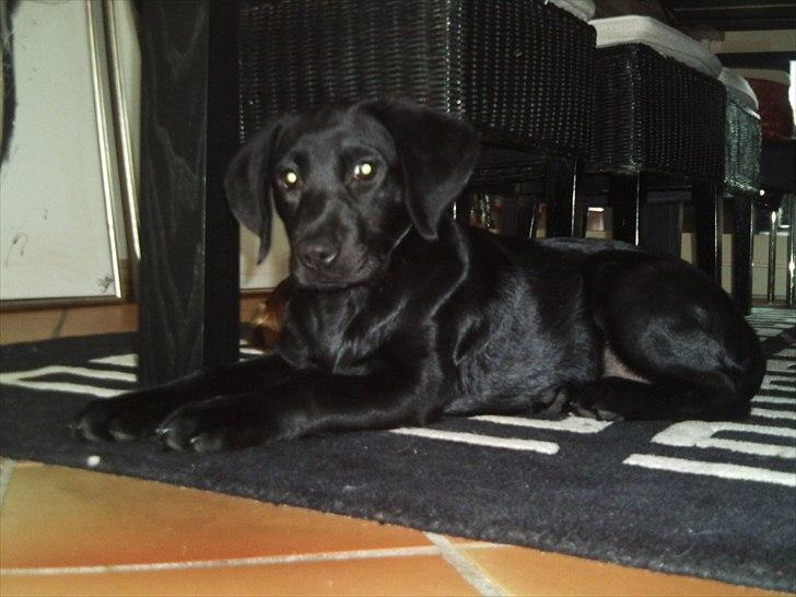 Labrador retriever Delta billede 3