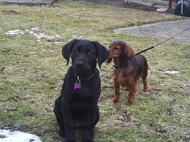 Labrador retriever Delta billede 4