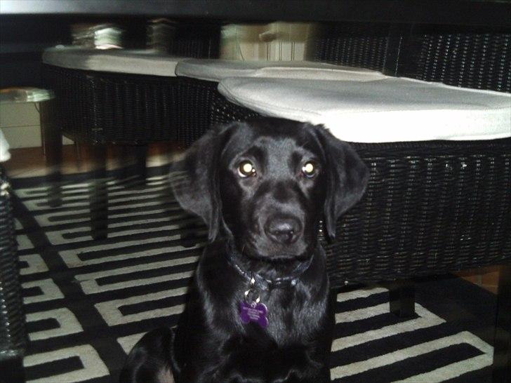 Labrador retriever Delta billede 5