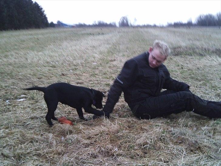 Labrador retriever Delta billede 6