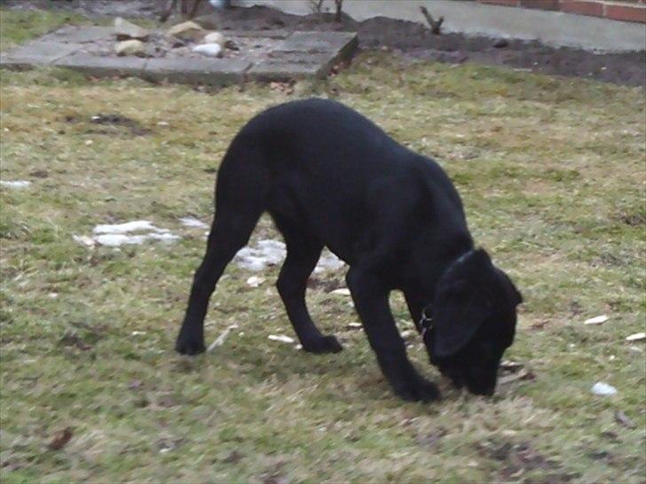 Labrador retriever Delta billede 7
