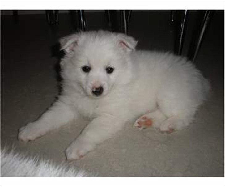 Volpino italiano Timmie - Timmie 8 uger billede 1