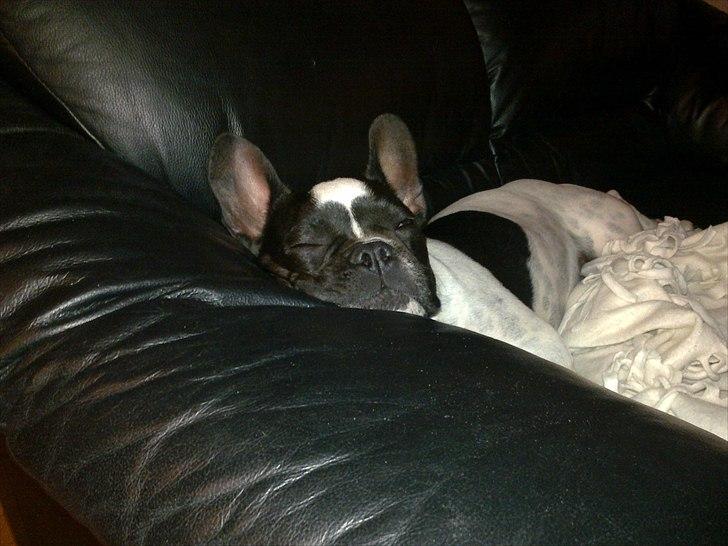 Fransk bulldog Herbie - Zzzzzzzzzz billede 13