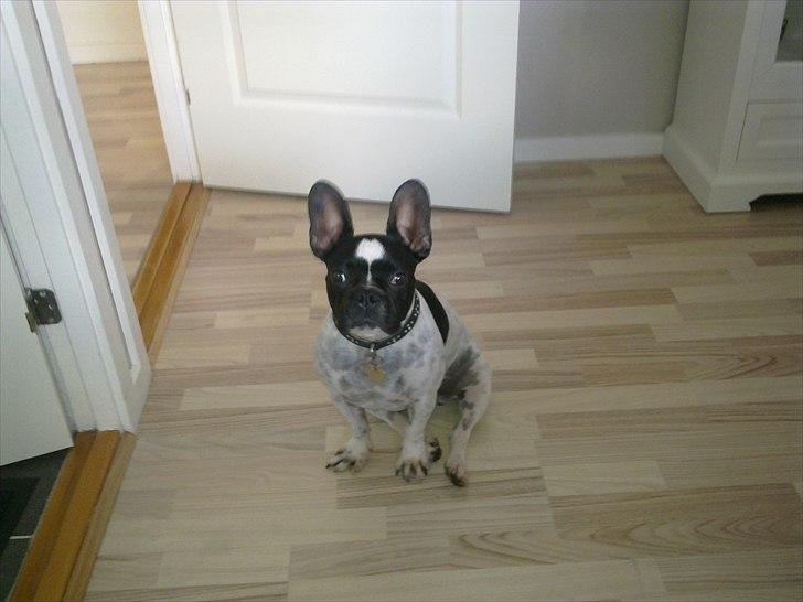 Fransk bulldog Herbie - Skal vi snart ud og gå ? billede 14