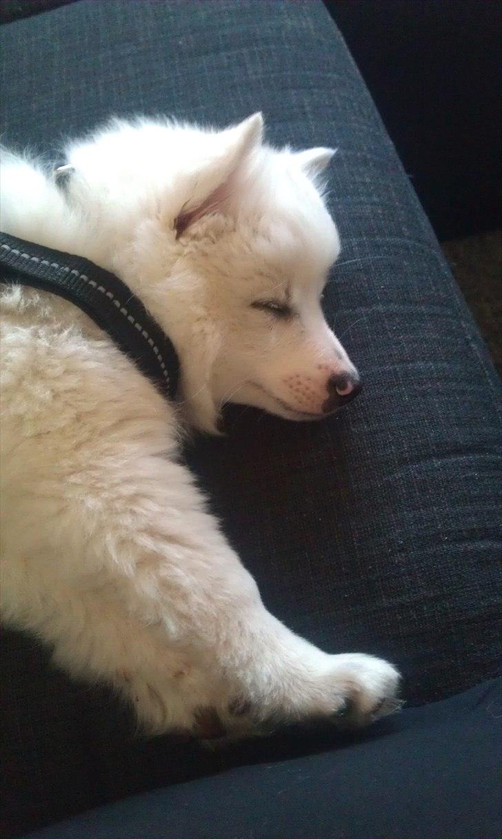 Volpino italiano Timmie - ZZZzzzZZZ billede 2