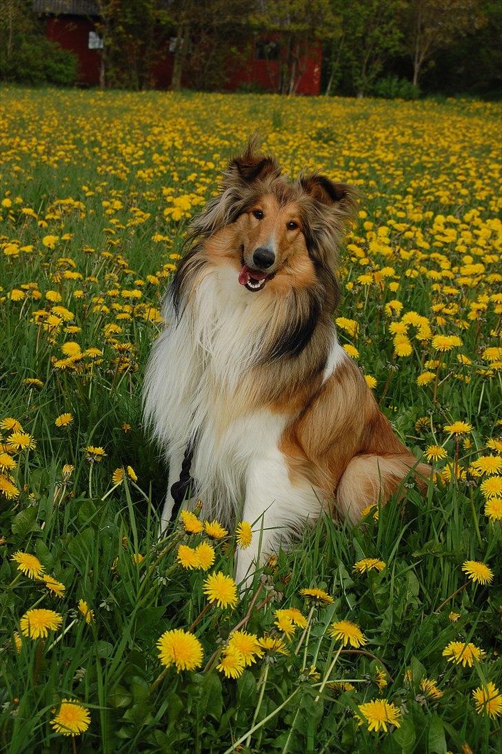 Collie langhåret CHILLI | Prinsessen - Maj 2010 :) billede 1