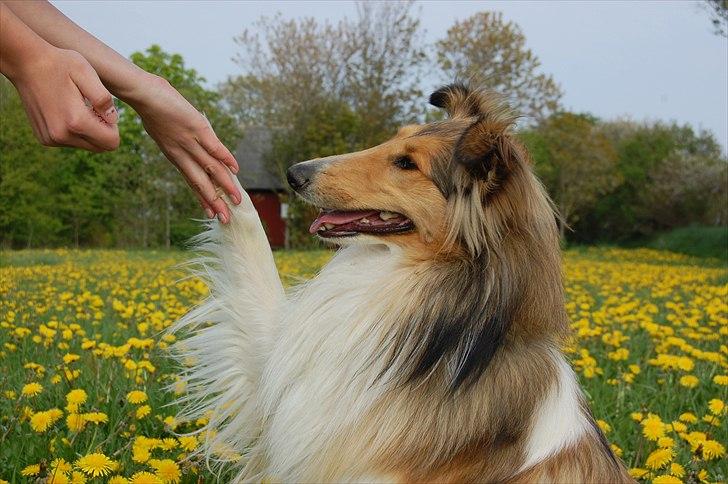 Collie langhåret CHILLI | Prinsessen - Gi´pote :o) billede 19