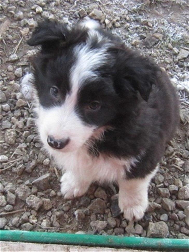 Border collie Cody billede 1