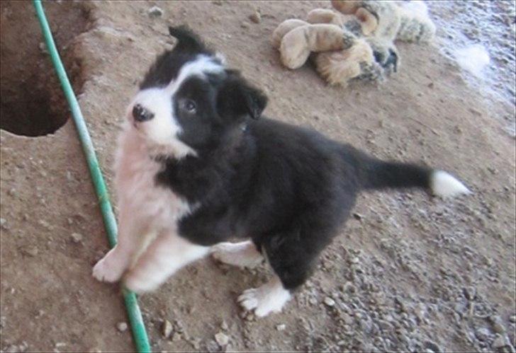 Border collie Cody billede 2