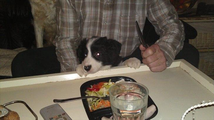 Border collie Cody billede 3