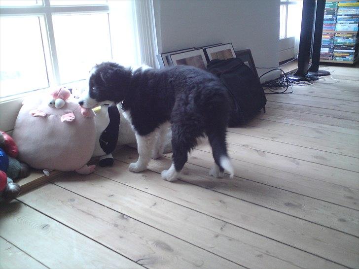 Border collie Cody billede 4