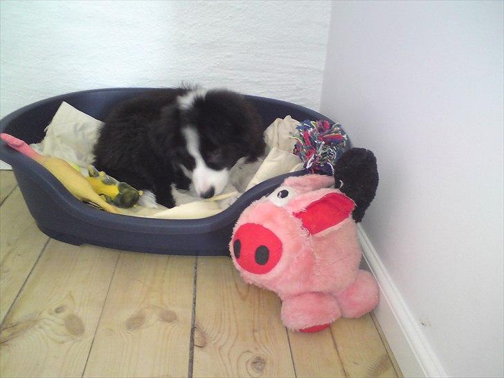 Border collie Cody billede 5