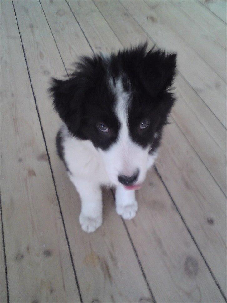 Border collie Cody billede 6