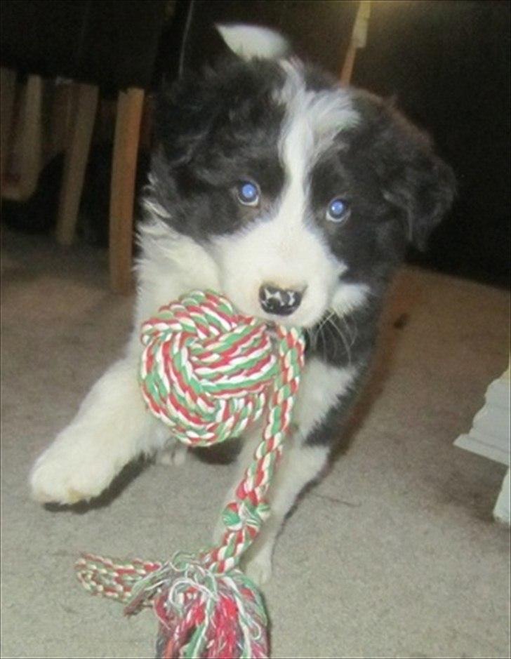 Border collie Cody billede 7