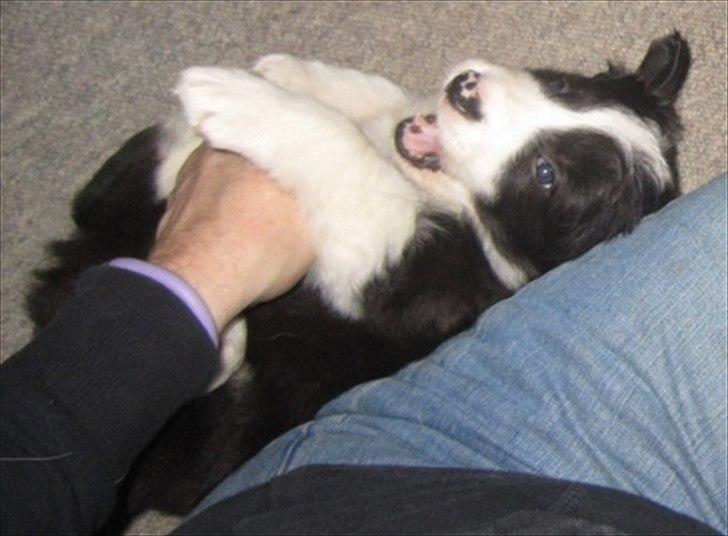 Border collie Cody billede 8