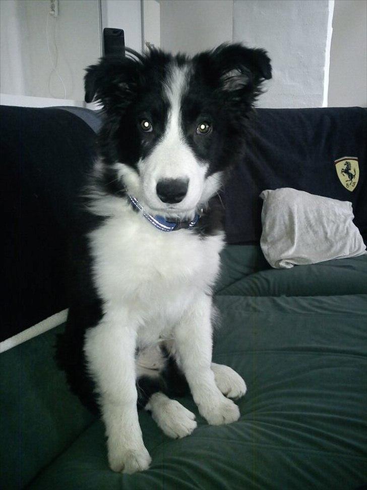 Border collie Cody billede 9