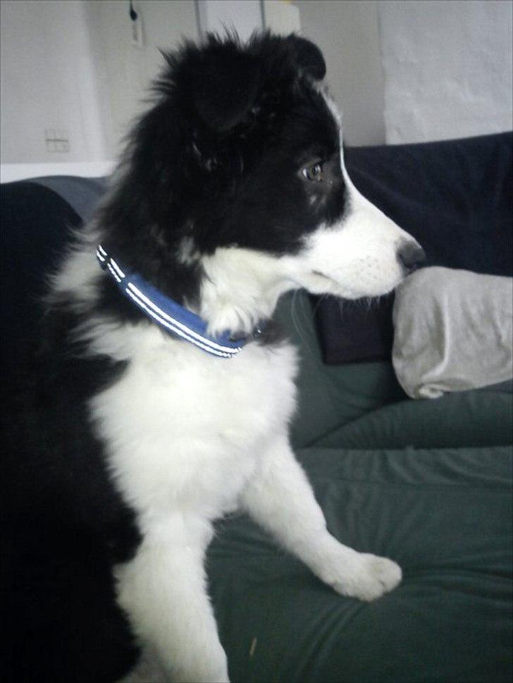 Border collie Cody billede 10