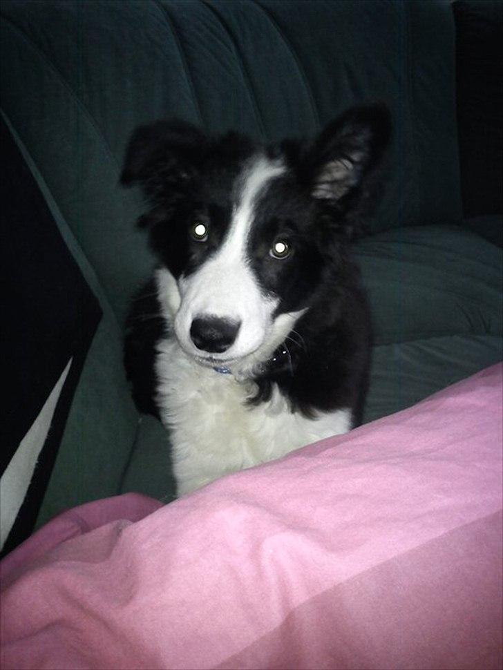 Border collie Cody billede 11