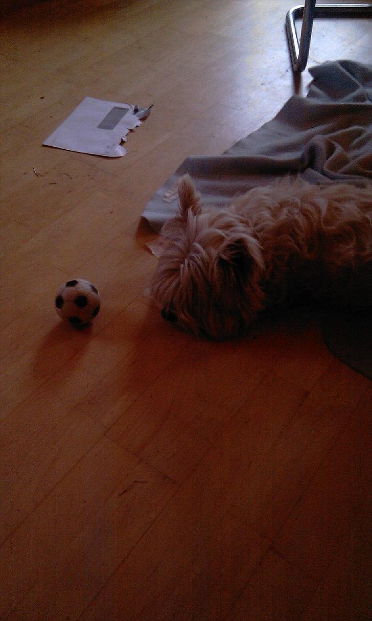 West highland white terrier Cleo billede 6