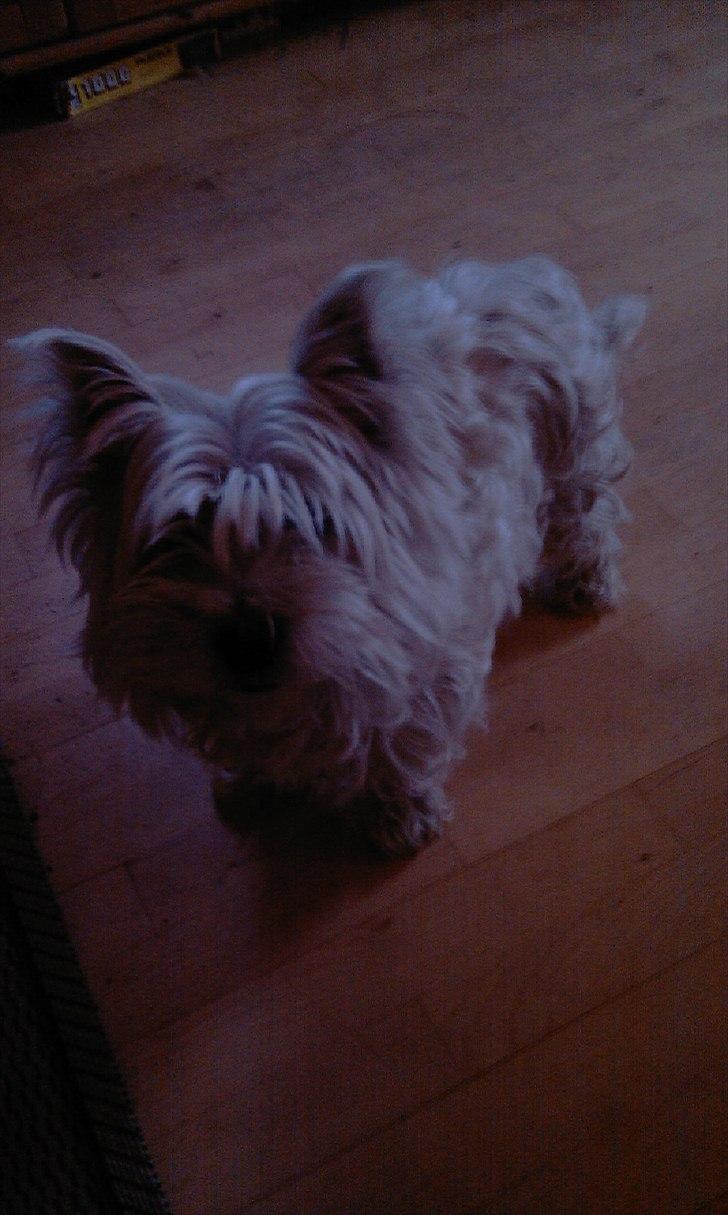 West highland white terrier Cleo billede 7
