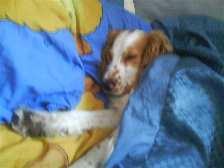 Cocker spaniel mathilde ( THILDE) billede 17