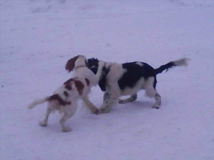 Cocker spaniel mathilde ( THILDE) billede 18