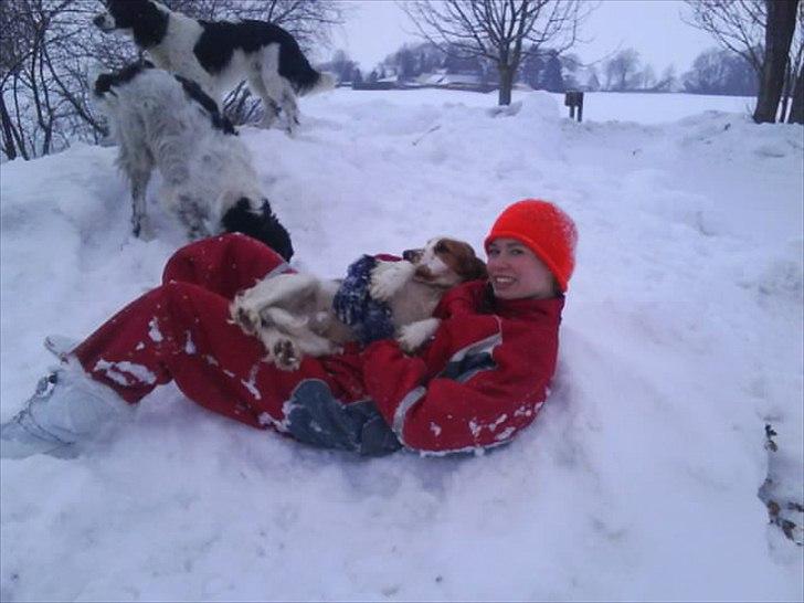 Cocker spaniel mathilde ( THILDE) billede 19