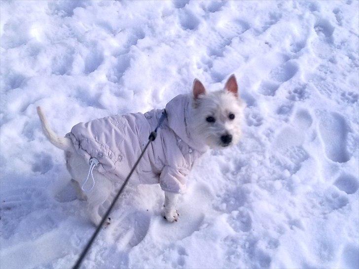 West highland white terrier Cleo billede 3