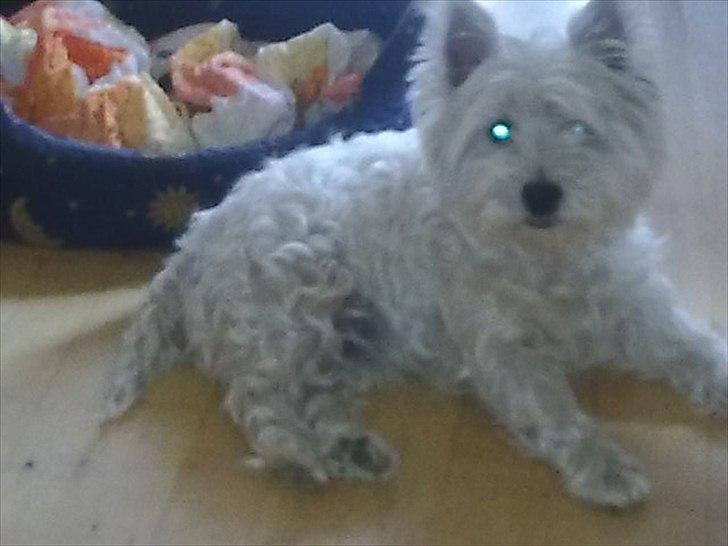 West highland white terrier Cleo billede 8