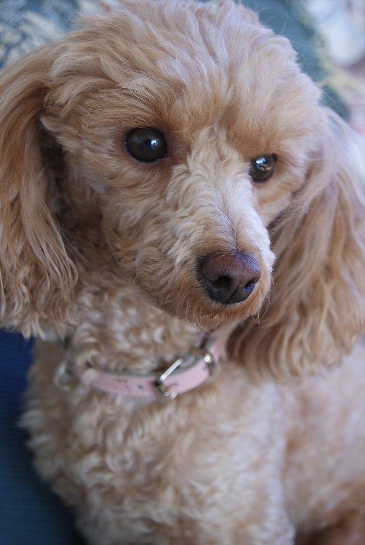 Toypuddel Dolly billede 7