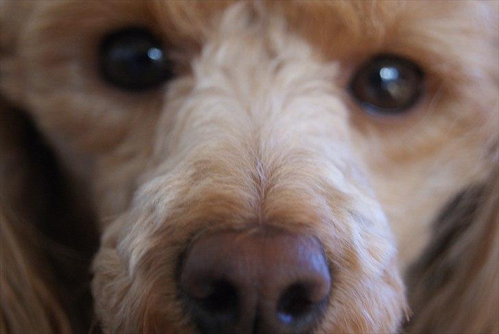 Toypuddel Dolly billede 8