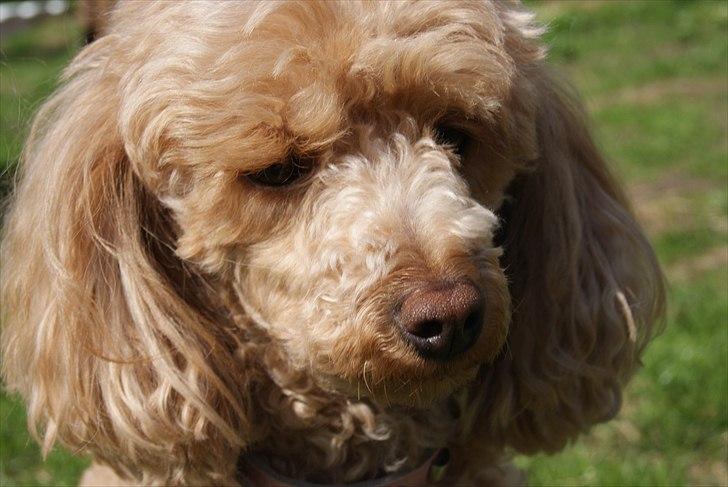 Toypuddel Dolly billede 9