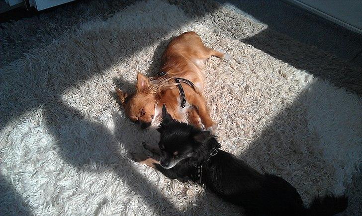 Chihuahua Simba billede 12