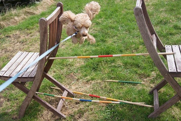 Toypuddel Dolly billede 10