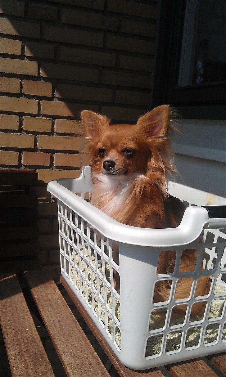 Chihuahua Simba billede 13