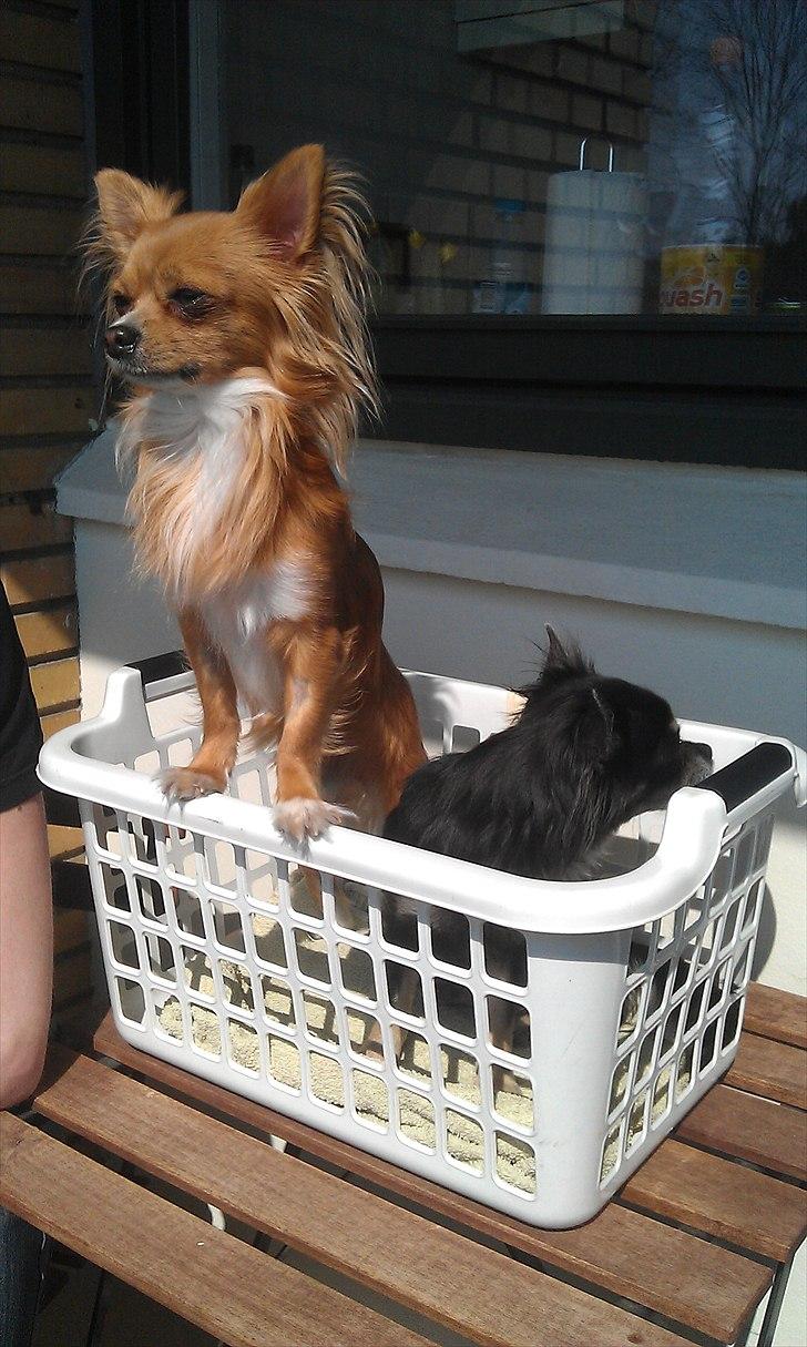 Chihuahua Simba billede 14