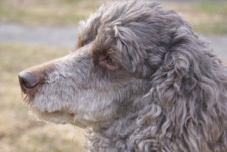 Mellempuddel Mille billede 18