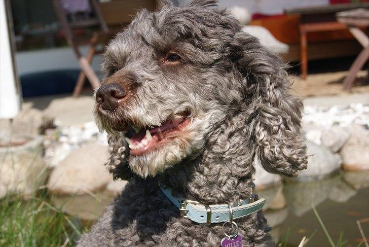 Mellempuddel Mille billede 19