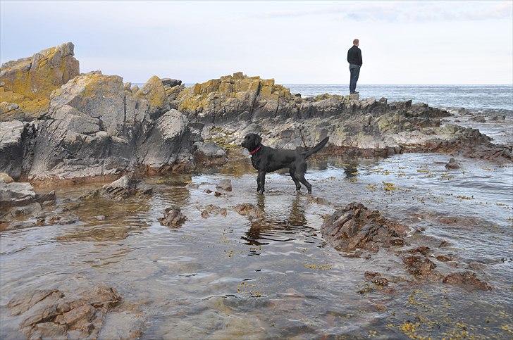 Labrador retriever Freja - nyder vandet på bornholm billede 21