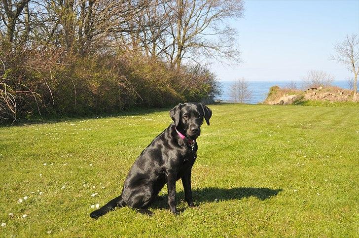 Labrador retriever Freja billede 8