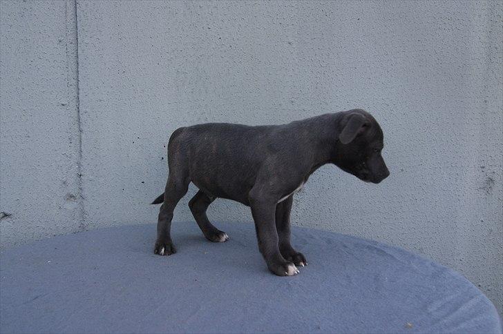 Staffordshire bull terrier Blue Gentle Bull billede 14