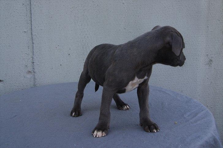 Staffordshire bull terrier Blue Gentle Bull billede 15