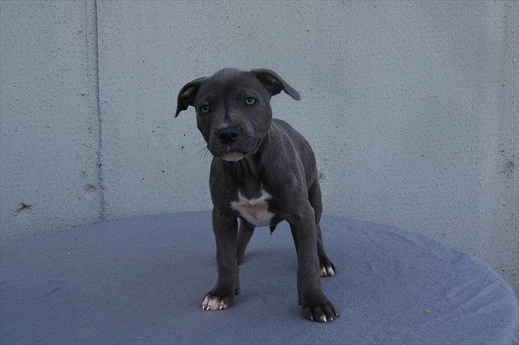 Staffordshire bull terrier Blue Gentle Bull billede 16