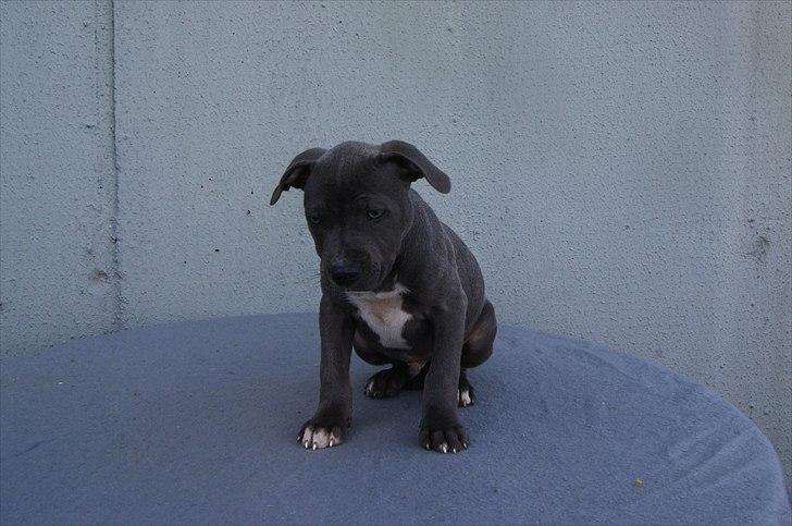 Staffordshire bull terrier Blue Gentle Bull billede 17
