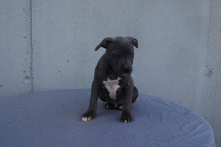 Staffordshire bull terrier Blue Gentle Bull billede 18