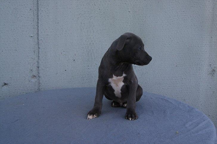 Staffordshire bull terrier Blue Gentle Bull billede 19