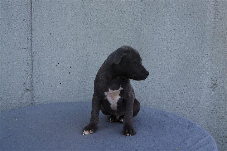 Staffordshire bull terrier Blue Gentle Bull billede 20